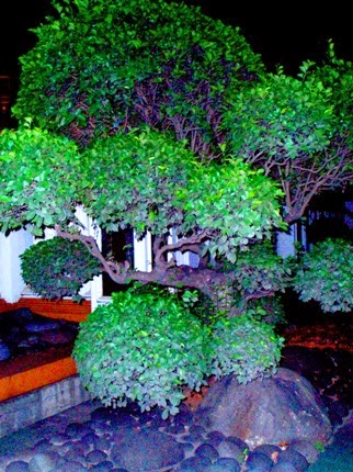 Membuat bonsai pohon beringin Tips petani tukang taman 
