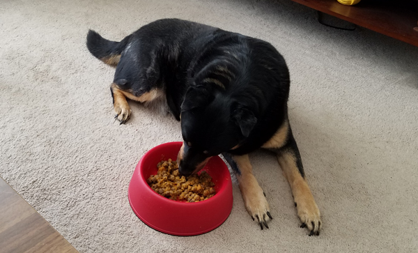 image of Zelda lying on the floor, eating from her dish