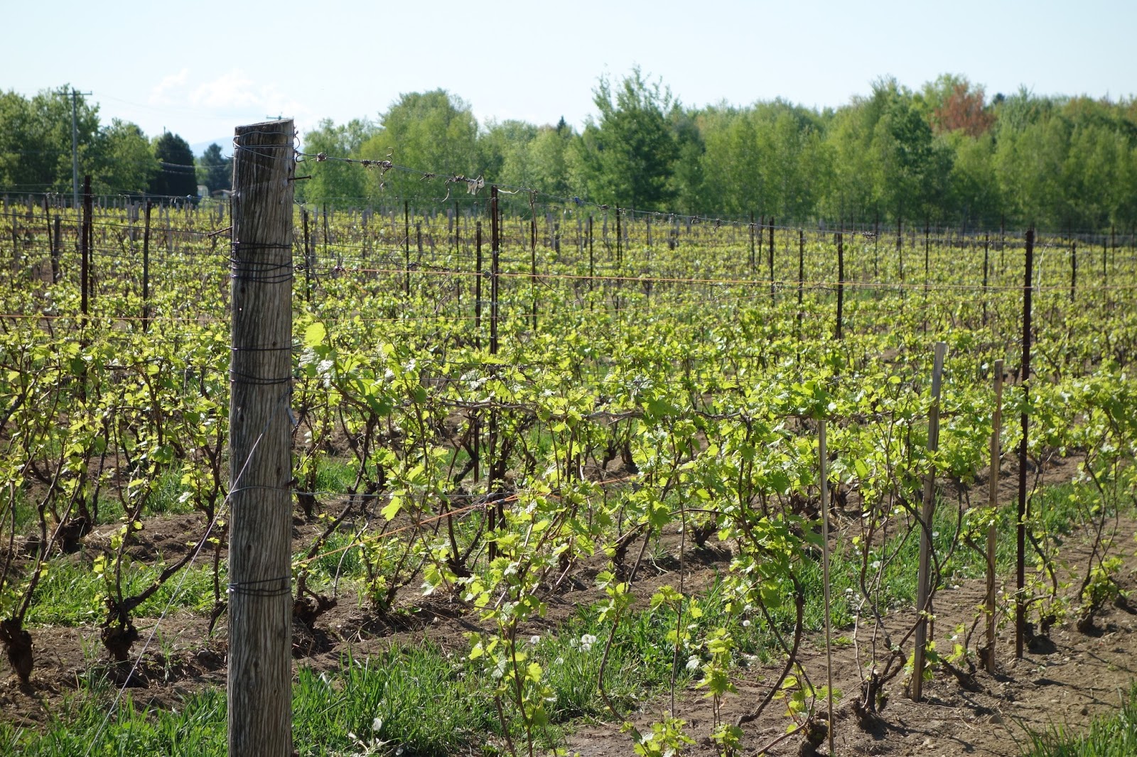 The Passionate Foodie Taste Camp The Wine Industry of Quebec (Part 1)