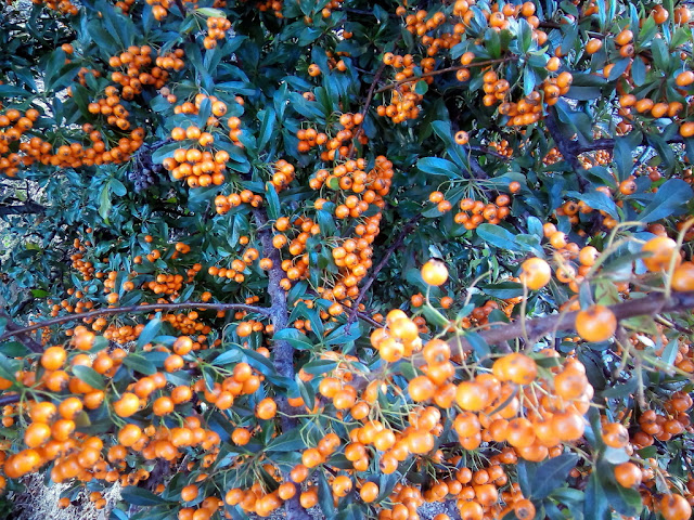 Espino de fuego o piracanta (Pyracantha coccinea M.Roem.).