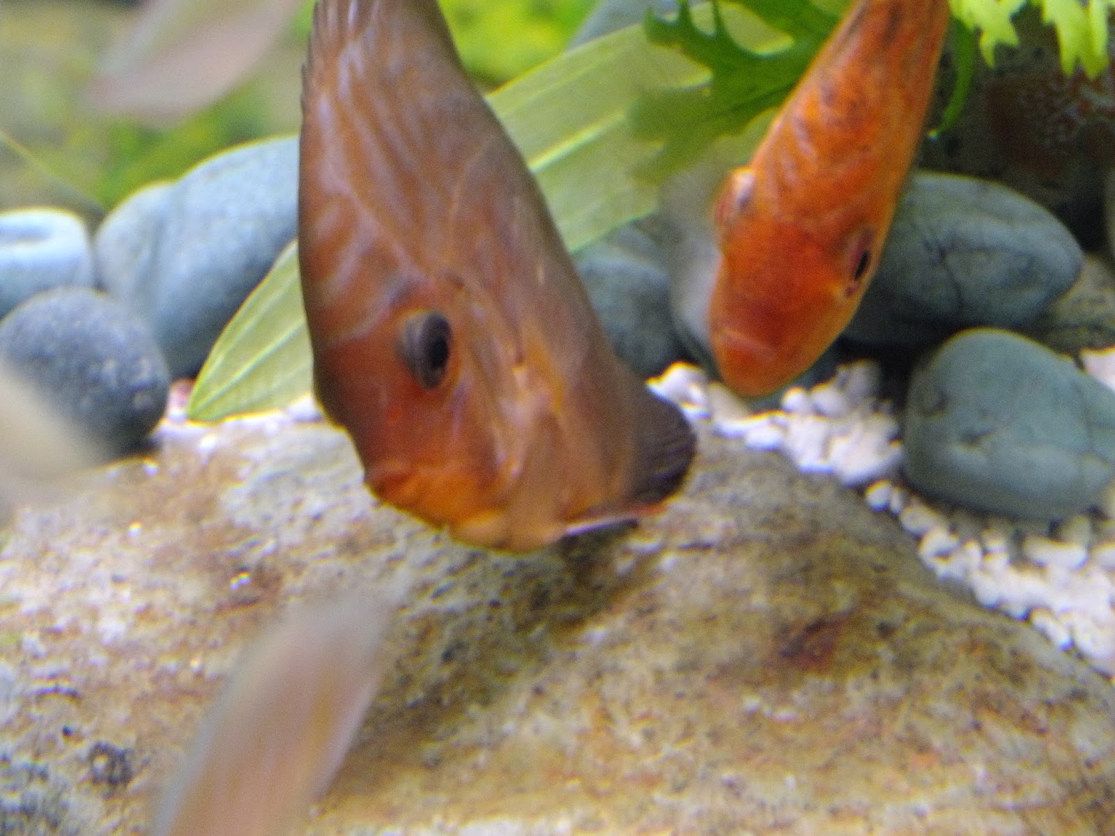 Photography with Dr. Ernie. Aquarium fishes in SM North, Quezon City.