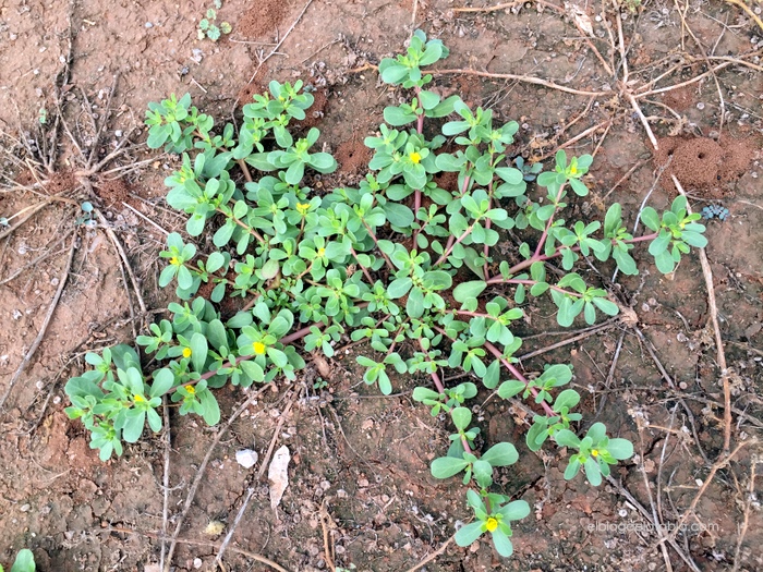 portulaca oleracea verdolaga en el campo