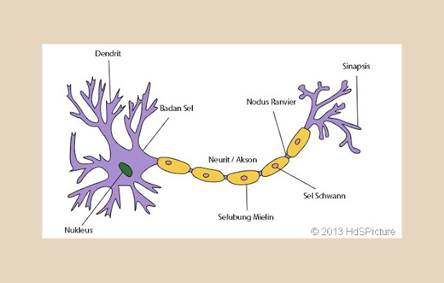 Sistem Saraf Pada Manusia - Asep Respati