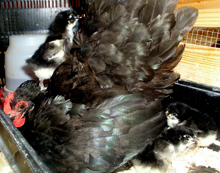 A Charmed Life: Black Javas--Doing My Part to Save an Endangered ...