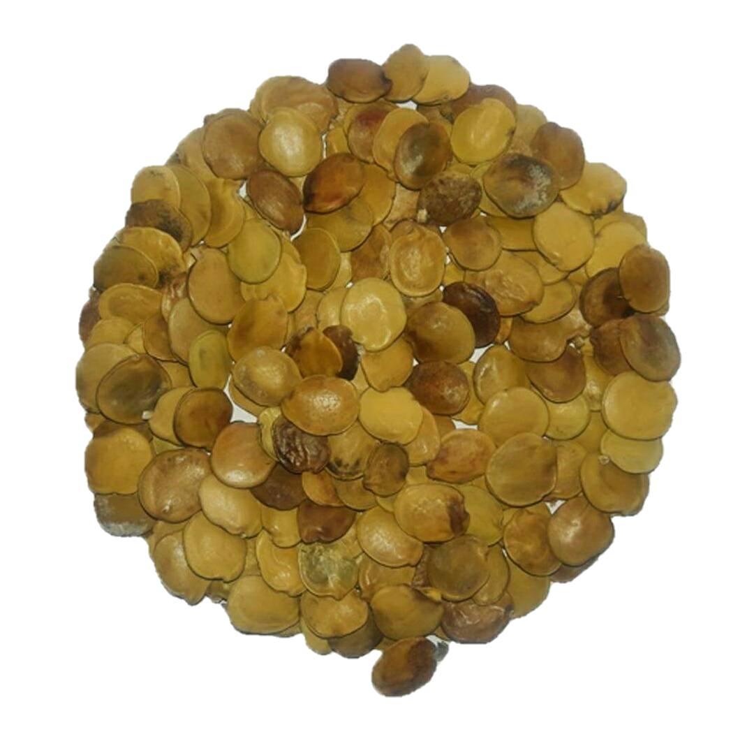 Goat Fodder Seeds Purchase Online Goat Farming