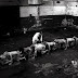 Deep Web Link Arşivi Tek Link
