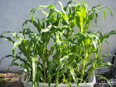 Larger corn stalks