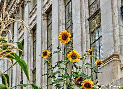 sunflowers in Washington, DC photo by mbgphoto