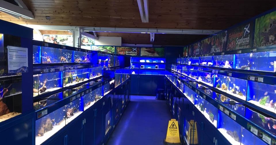 The Fish Shop Directory