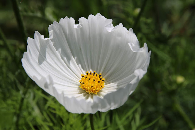 Rosenskära, Cosmos bipinnatus, 'Cupcake Cosmos bipinnatus, 'Cupcake