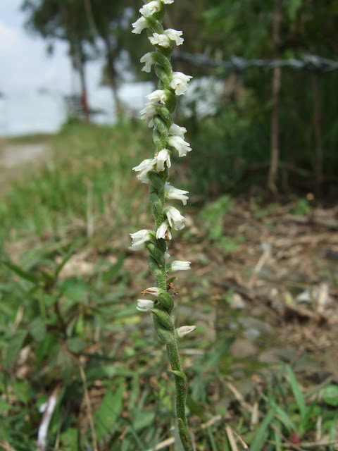 A blog dedicated to Nepali orchids