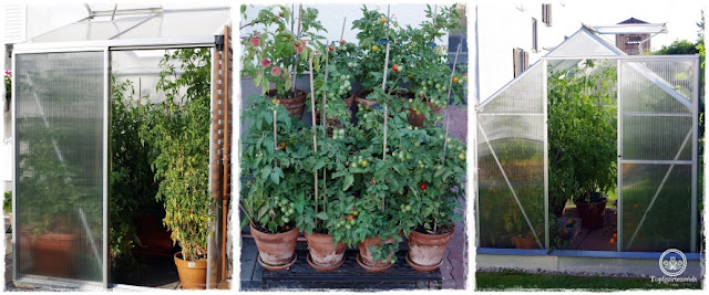 Gartenblog Topfgartenwelt Tomaten Tomatenanbau in großen Töpfen und Trögen: Tomatenpflanzen ausgeizen
