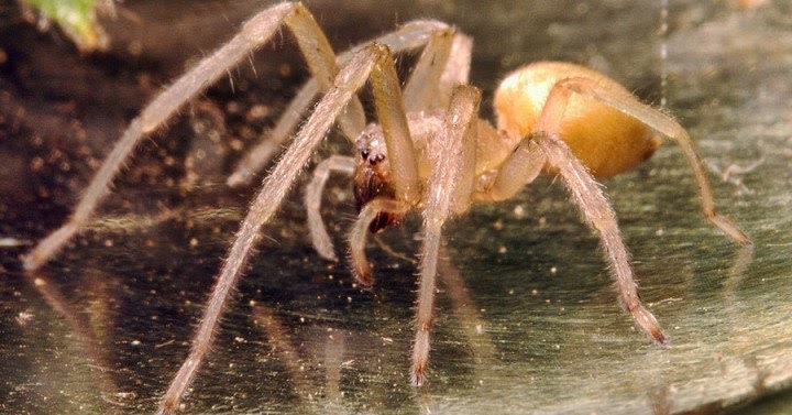 Arañas: Araña de Saco Amarillo