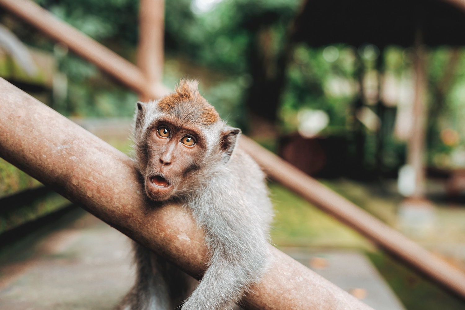 Everything you need to know about visiting Ubud in Bali in this one comprehensive guide! Read more to find out where to go, what to do, where to stay and where to eat!