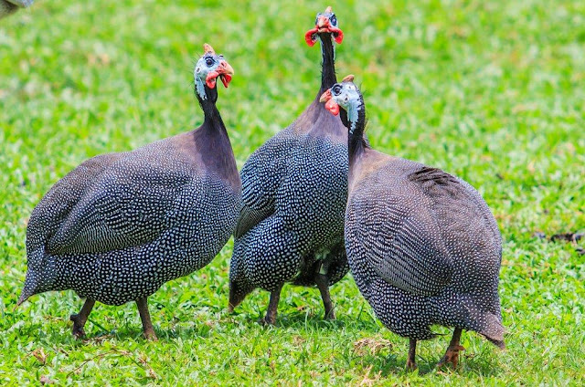  Ayam Mutiara (Guinea Fowl)  