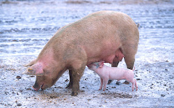 Várias formas de ajudar os inteligentes suinos / Several ways to help the smart pigs