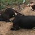 Polícia investiga morte de 9 vacas em fazenda no norte da Bahia