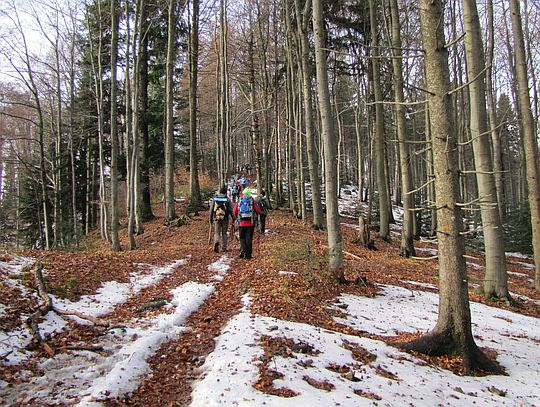Przed szczytem Krzystonów (1012 m n.p.m.). Przed szczytem Krzystonów (1012 m n.p.m.).