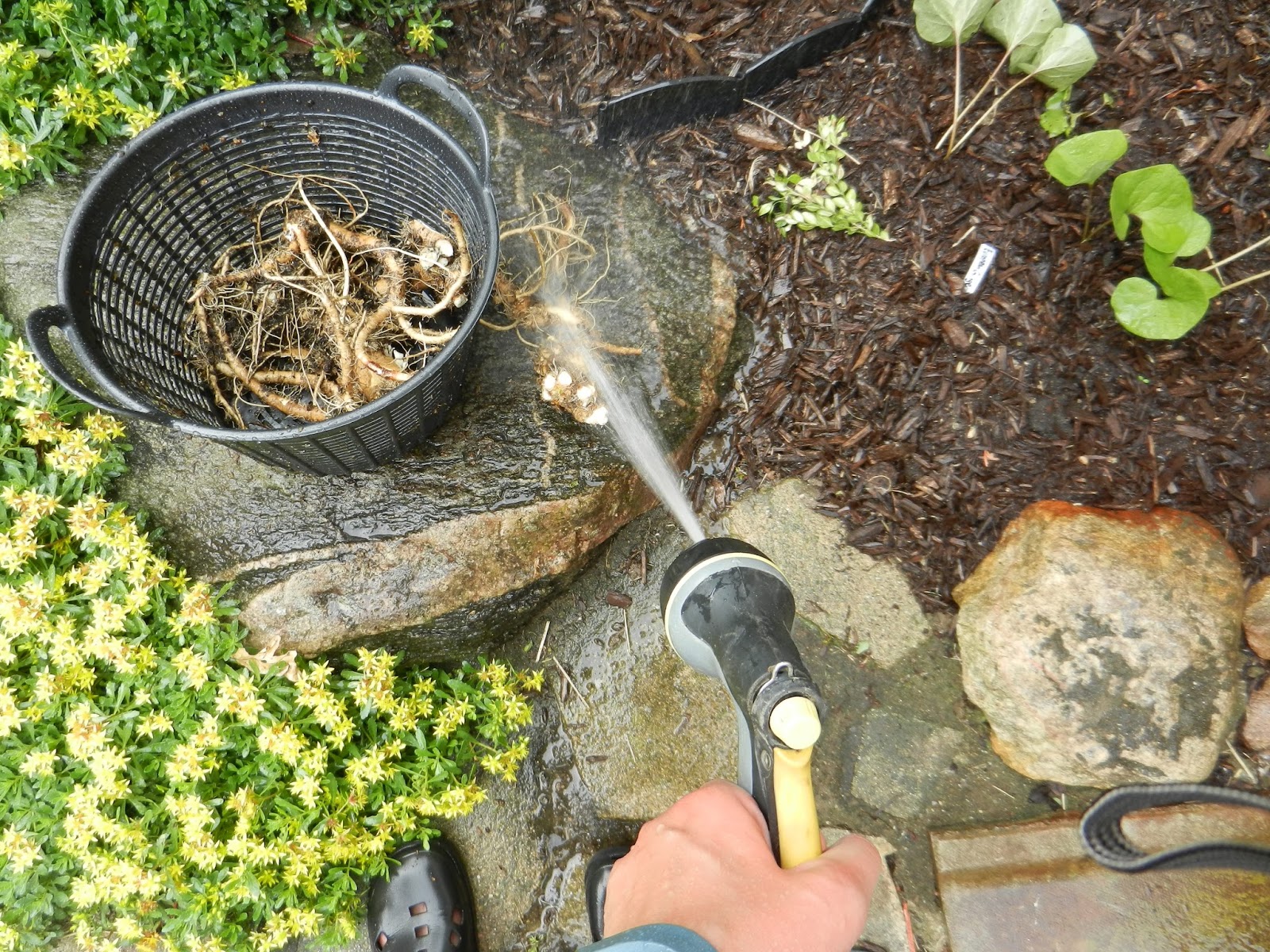 MI Lake Home Garden How to Grow and Preserve Horseradish