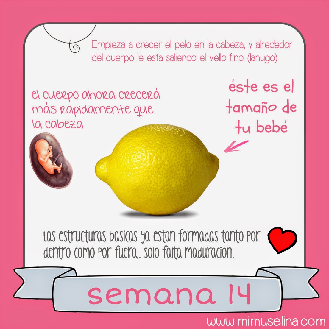 Semana 14 y 15 de embarazo Semana 14 y 15 de embarazo