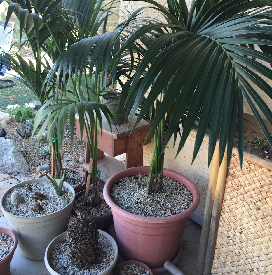 Brad's Tropical Paradise How to divide and repot Kentia palms
