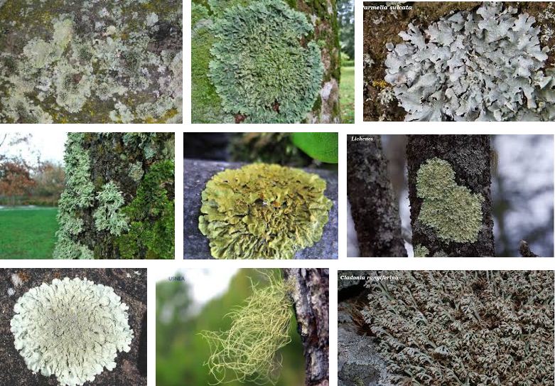 Jelaskan Manfaat Lichen Dan Berikan Contohnya Blog Pak Pandani