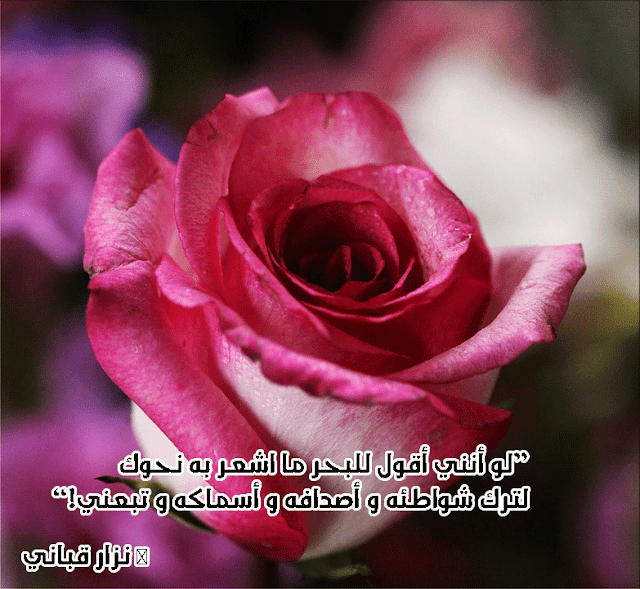 صورحب وعشق مكتوب عليها