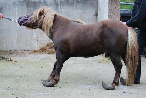 Almost Killed with Kindness, an Overweight Pony's Rehabilitation Begins  with His Overgrown Hooves - Fran Jurga`s Hoofcare + Lameness: Video