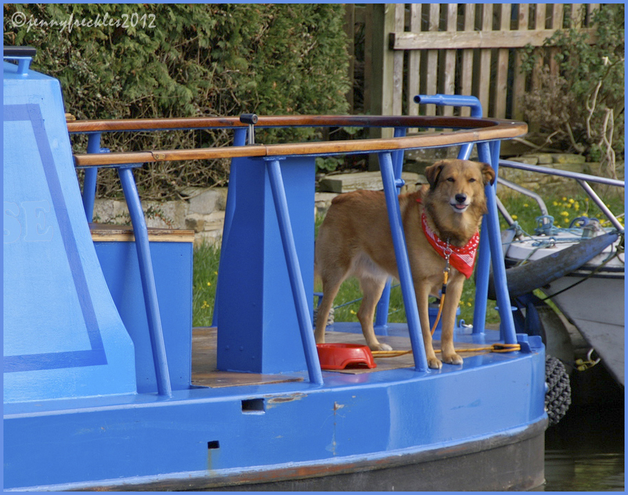 Saltaire Daily Photo Old sea dog?