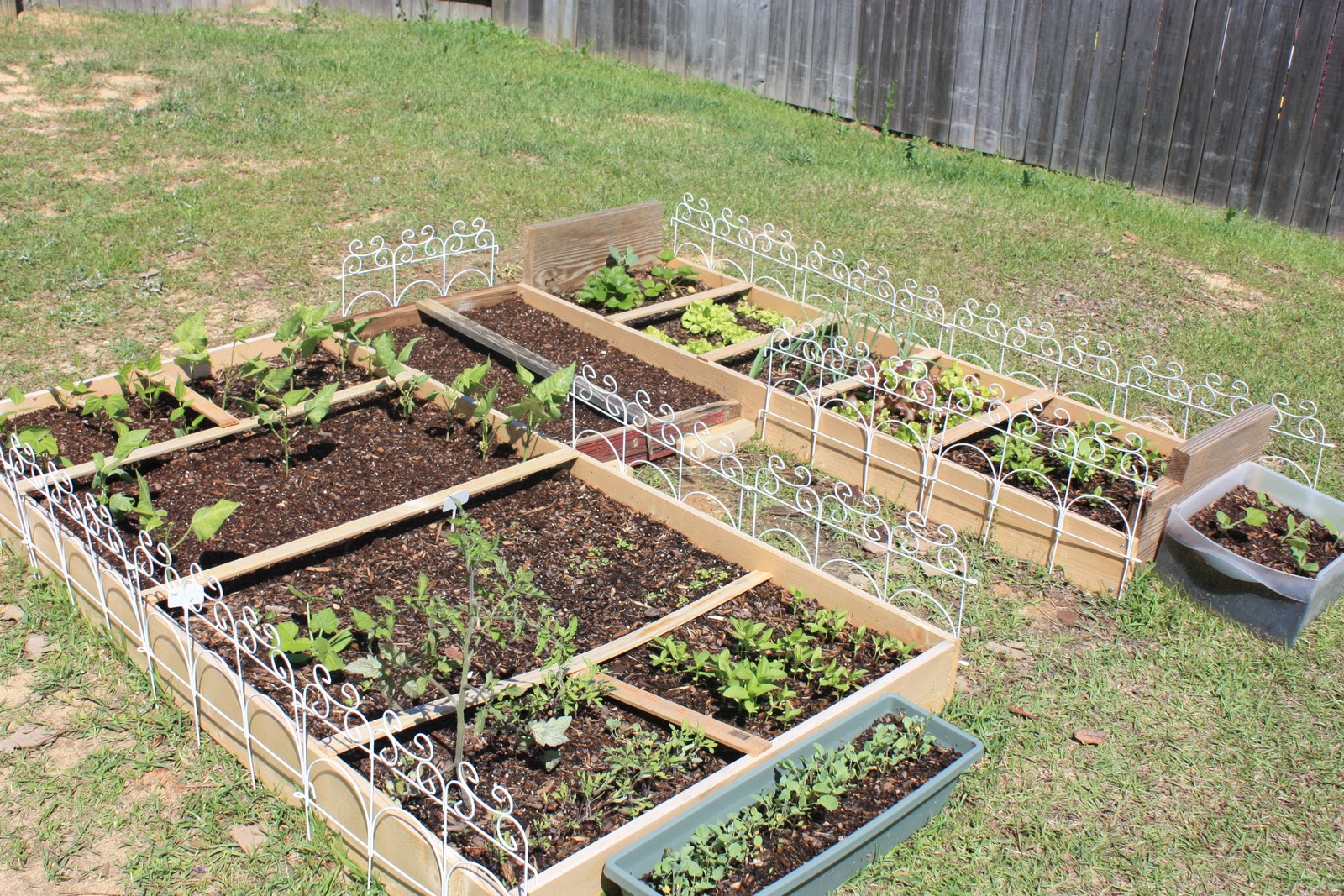 Homestead Raised Bed GardenWeek Five