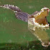 मगरमच्छ से जुडी कुछ रोचक जानकारी और Facts About Crocodiles In Hindi