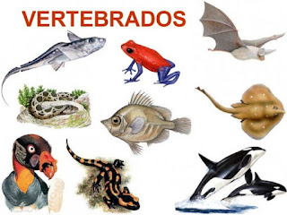 http://www.chiscos.net/xestor/chs/majoicas/os_vertebrados/os_vertebrados.html