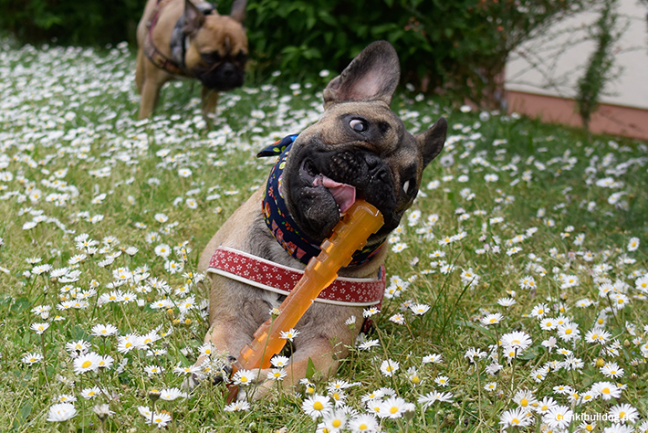Ein selbstgemachtes Kühlhalstuch für Hunde Ein selbstgemachtes Kühlhalstuch für Hunde