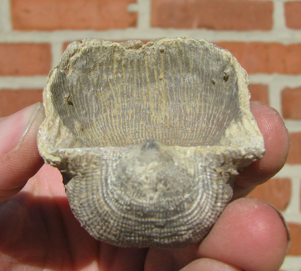 Views of the Mahantango: Linoproductus sp. brachiopod from Texas