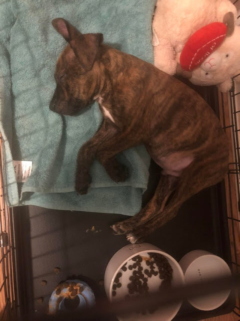 I wasn’t allowed to have a dog growing up. After high school I moved from place to place and wasn’t stable enough for one. Where I currently live, it’s hard to find a place that allows dogs and is affordable. Until recently, that is. So now, at 27 years of age, I present my first puppy, Moose I wasn’t allowed to have a dog growing up. After high school I moved from place to place and wasn’t stable enough for one. Where I currently live, it’s hard to find a place that allows dogs and is affordable. Until recently, that is. So now, at 27 years of age, I present my first puppy, Moose