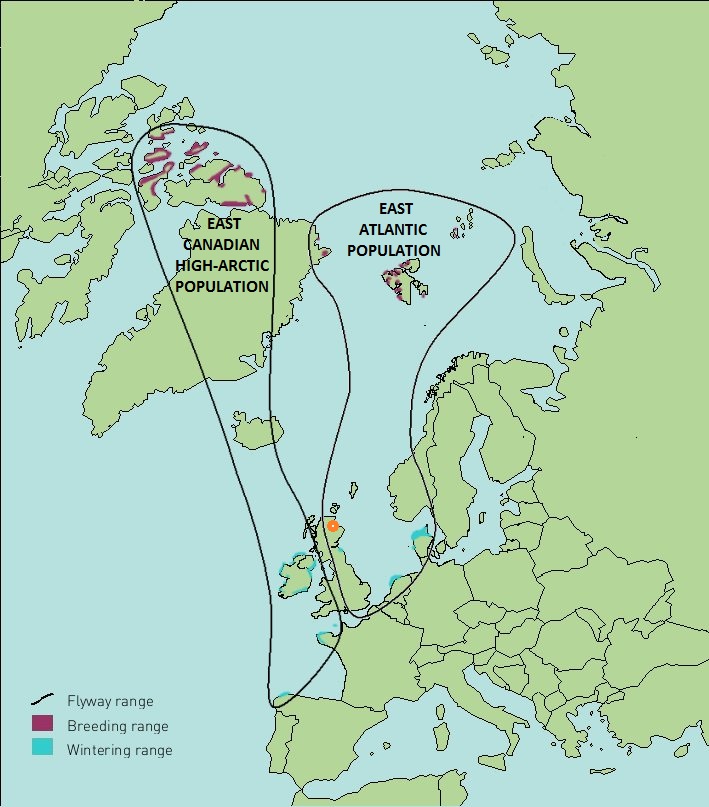 the-brent-goose-blog-13-january-2012-highland-ringing-group-joins-the