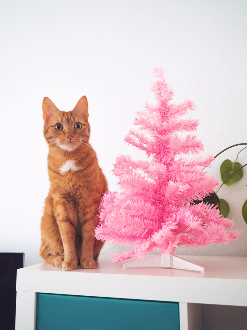 KuneCoco • Aus dem Leben einer Katzenlady #1 Kater Gimli und Weihnachtsbaum