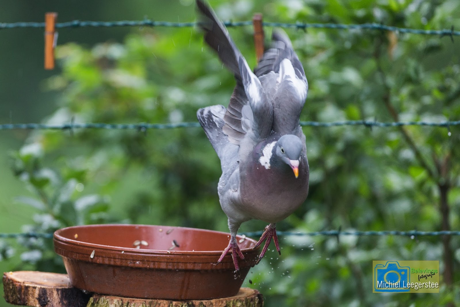 Belevingsfotografie 3 soorten duiven in de tuin.