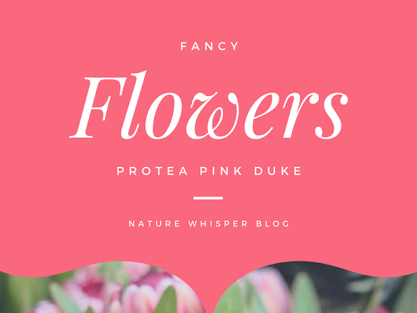 Fancy Flowers: Pink Duke