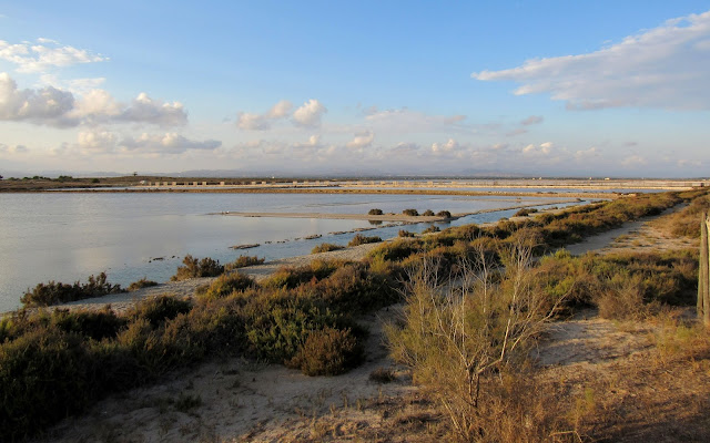 Vegetación en Salinas de Santa Pola Charcas y salinas
