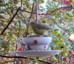 bird feisty ellen stuff head