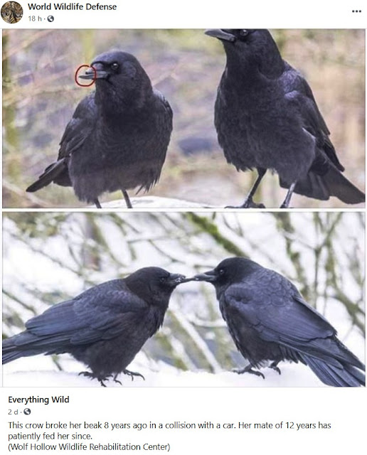 Что вороны могут запомнить на долгие годы. 2020 07 15 crows companion. Что вороны могут запомнить на долгие годы фото. Что вороны могут запомнить на долгие годы-2020 07 15 crows companion. картинка Что вороны могут запомнить на долгие годы. картинка 2020 07 15 crows companion. "До тех пор пока люди будут резать животных, они будут убивать друг друга. И, действительно, тот, кто сеет зерно убийства и боли, не может пожинать радость и любовь." Пифагор