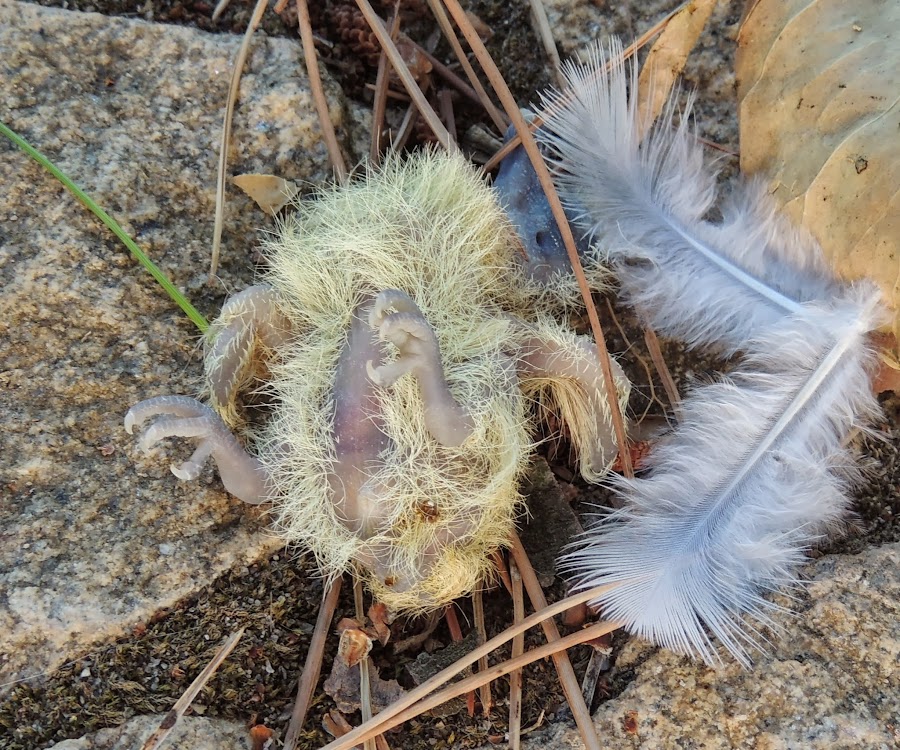 STREPTOPELIA DECAOCTO