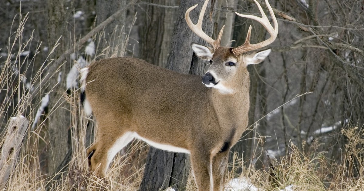 Columbian Whitetailed Deer
