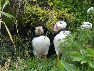Macareux moine - Fratercula arctica - Perroquet de mer Macareux moine - Fratercula arctica - Perroquet de mer