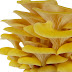 India and Mushroom Industry