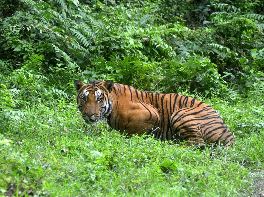 More tigers poached so far this year than in 2015 census The
