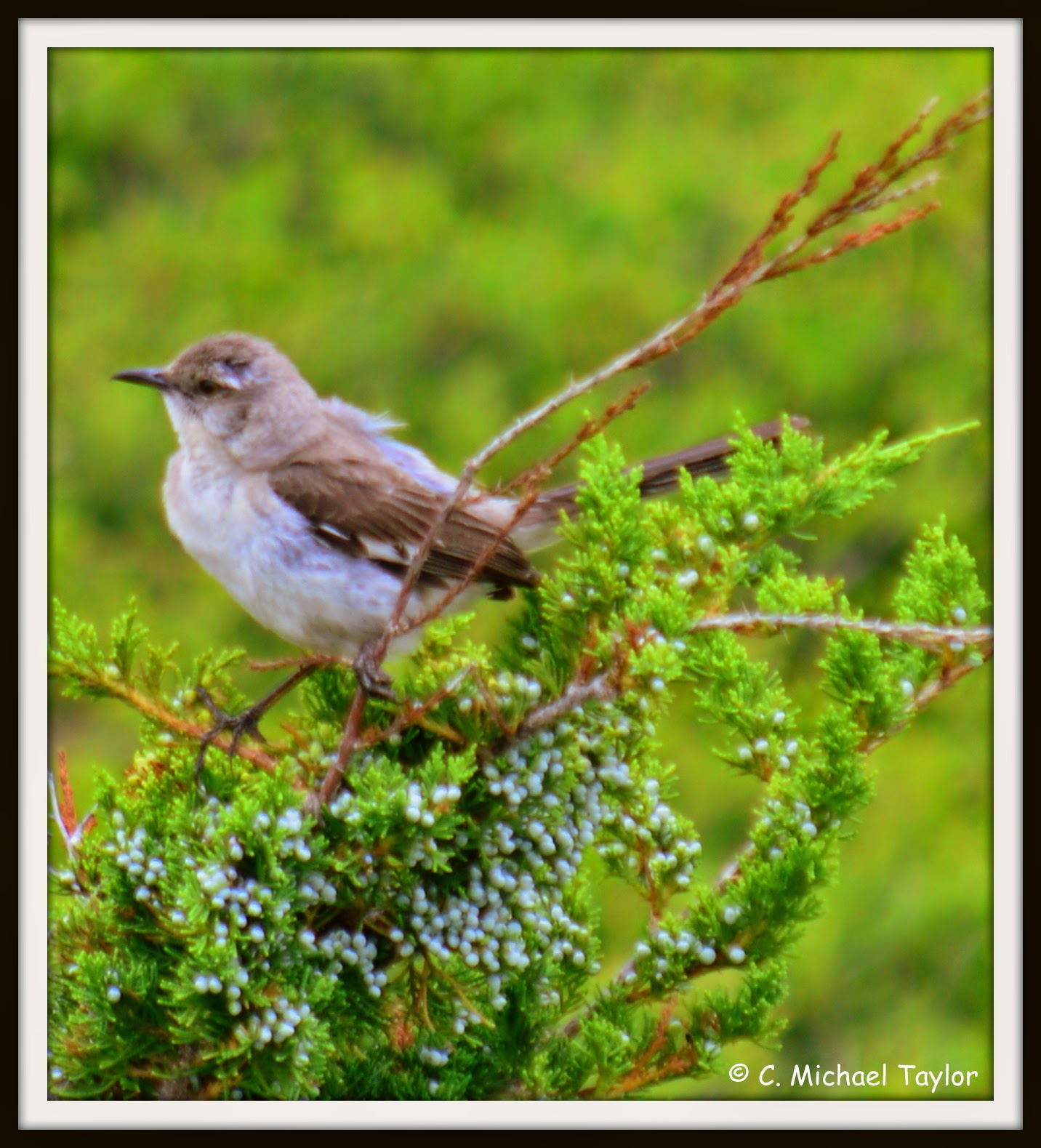 the-big-year-a-few-birds-of-the-outer-banks