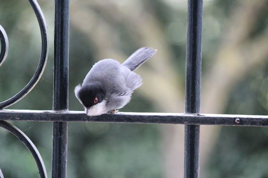 Sylvia melanocephala