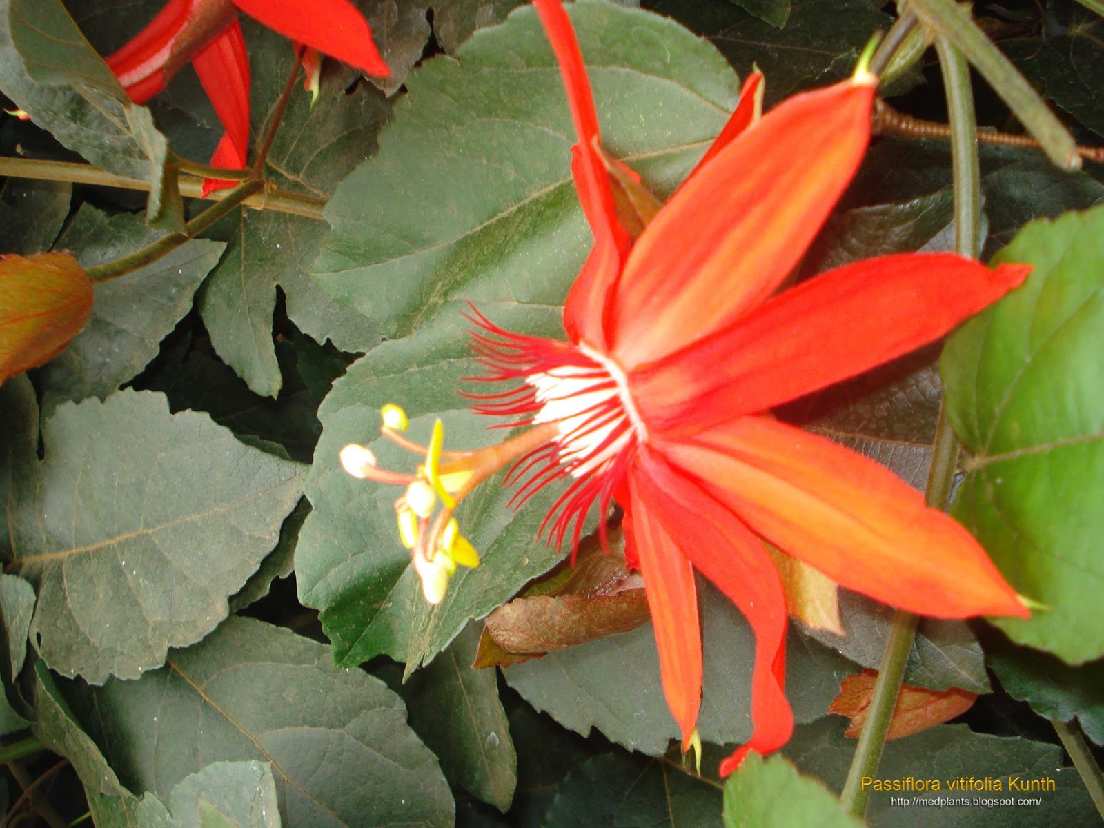 Medicinal Plants Passiflora vitifolia Perfumed Passion Flower Grape